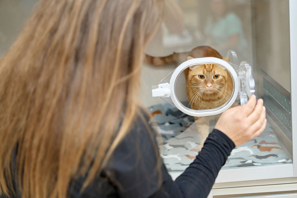 Orange cat inside an enclosure looking out while a VES staff member checks in on them