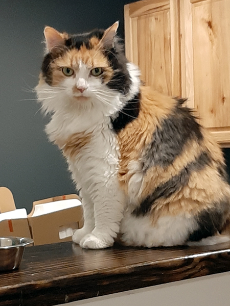 Donor-Cat-Millie