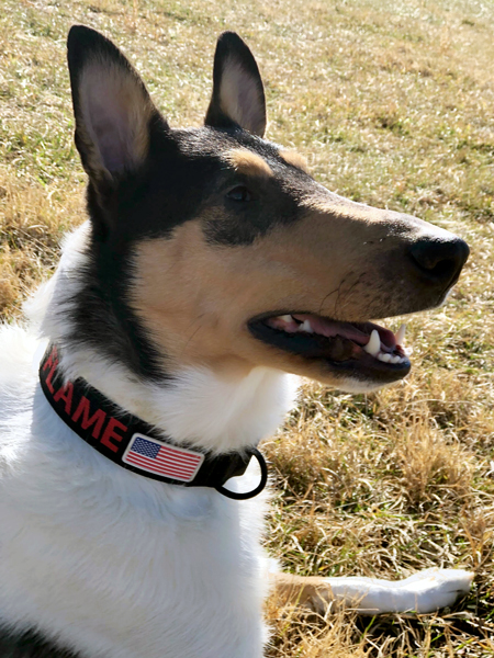 Donor-Dog-Flame