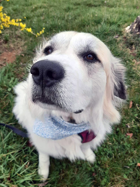 Donor-Dog-Josie