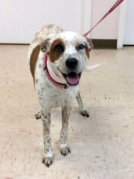 Donor-Dog-Katie